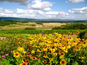 vista from Penner-Ash Winery