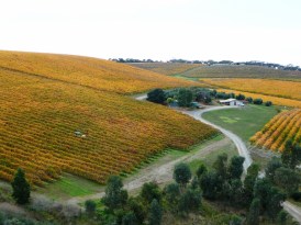Mollydocker Winery vineyards