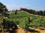 Vineyards in Montalcino, Italy