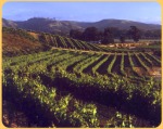 Melville Estate vineyard
