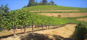 photo_springmountain