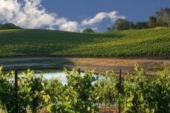 Endeavor Vineyard in the Dry Creek Valley