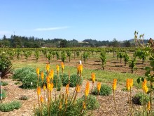 Vineyards at Dry Creek