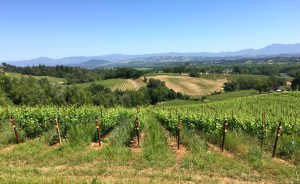 Baker Ridge Vineyard