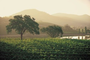 Quintessa Winery vineyards