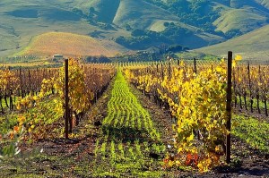 Carneros Vineyard