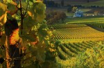 Willamette Valley vineyard