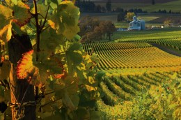 Willamette Valley vineyard