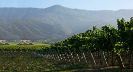 Santa Lucia Highlands vineyard