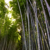 Bamboo Forest, Kyoto