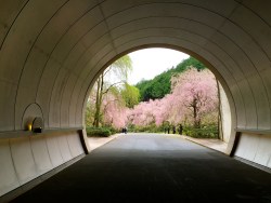 Miho Museum