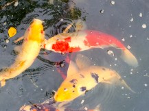 Koy pond in Kurishiki