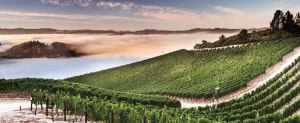 fog descends on vineyard at Peter Michael Winery