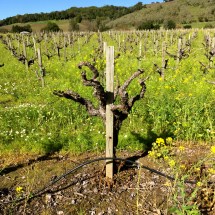 Limerick Lane estate vineyard