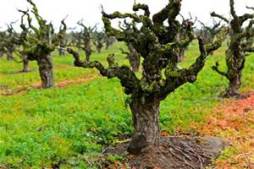 Gnarly "Old Vines"