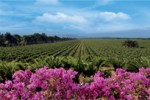 about-our-winery-photo-2