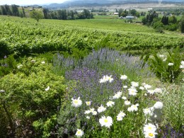 The vineyards at Ancient Hill Winery