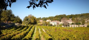 Provence vineyards