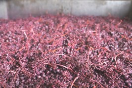 WholeCluster_Stolpman_HighRes