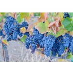 petite-sirah-in-florence-vineyard-dcv