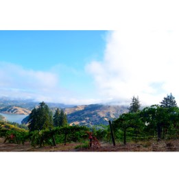 Rockpile Vineyard