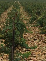 Diluvial deposits (stones) in the vineyards