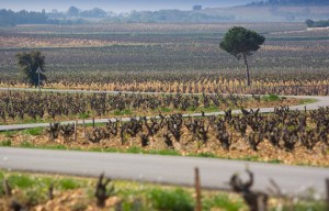 perrin_la_route_menant_au_chateau_de_beaucastel_2_jpg_11453