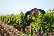 The vines are manicured by hand