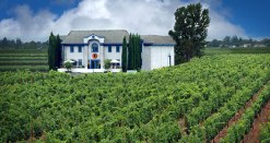 Lewis Cellars and vineyard