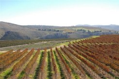 Yiron Vineyard, Galil Mountain