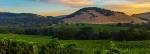 mumm-napa-valley-vineyard-10005310