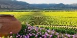 casa-blanca-wine-valley-chile-1