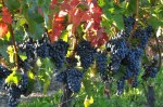 cabernet-franc-grapes